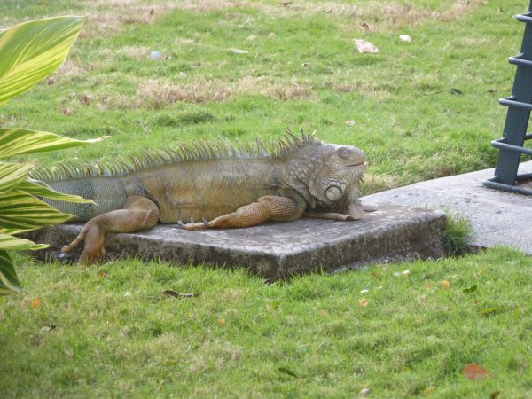 Parque_Seminario_Ecuador342